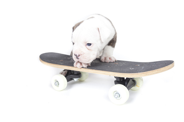 bulldog pup - Photo, Image