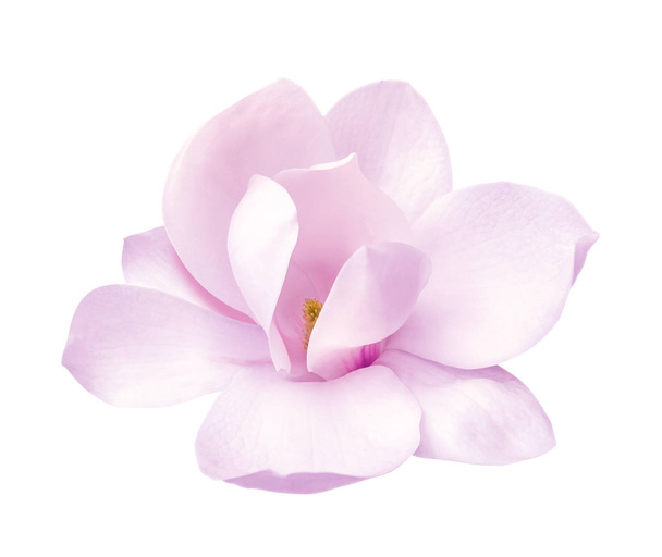 tarjouksen valkoinen magnolia kukka eristetty
 - Valokuva, kuva