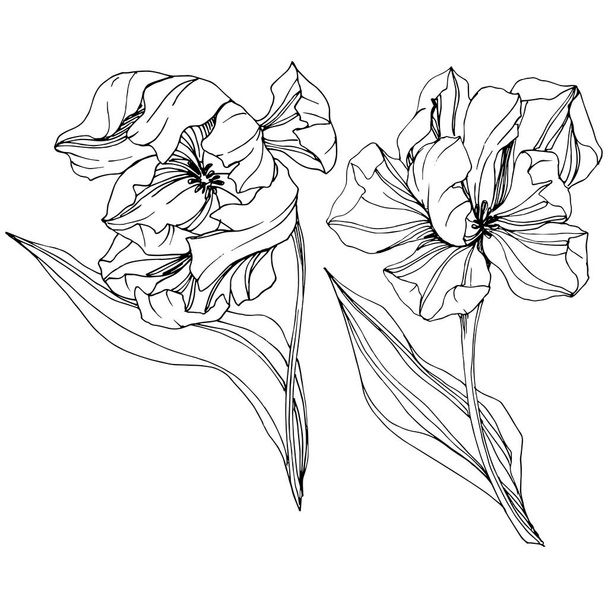 Vector Tulip Black and white engraved ink art. Floral botanical flower. Isolated tulip illustration element. - ベクター画像