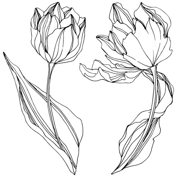 Vector Tulip Preto e branco gravada arte da tinta. Floral flor botânica. Isolado elemento ilustração tulipa
. - Vetor, Imagem