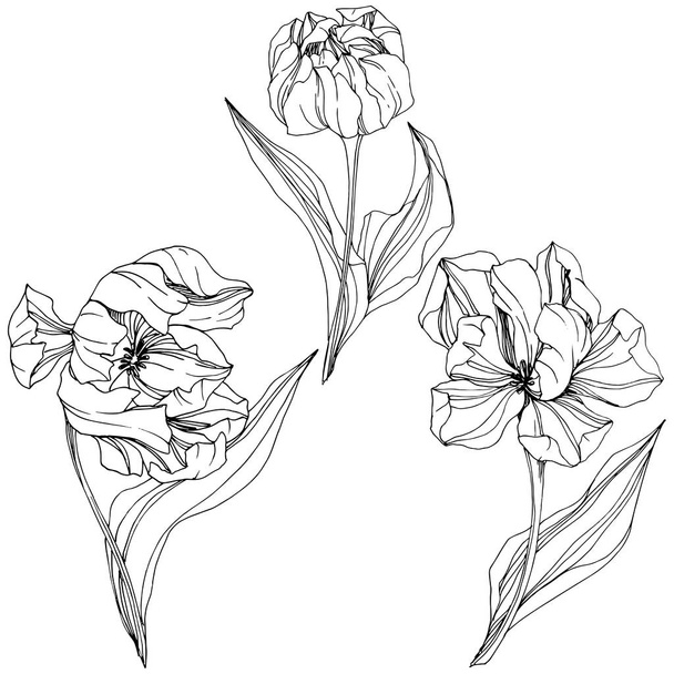 Vektor Tulpe schwarz-weiß gravierte Tuschekunst. Blütenbotanische Blume. isoliertes Tulpenillustrationselement. - Vektor, Bild