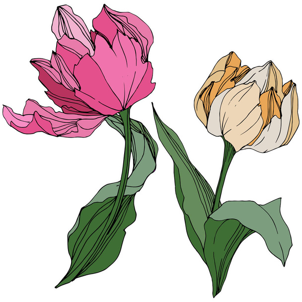 Vektor Tulpengravur Tuschekunst. Blütenbotanische Blume. Frühlingsblatt Wildblume. isoliertes Tulpenillustrationselement. - Vektor, Bild
