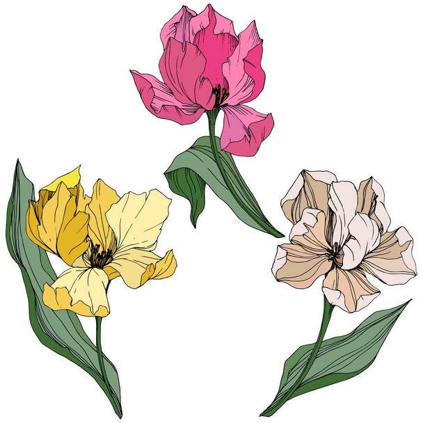 Vector Tulip engraved ink art. Floral botanical flower. Spring leaf wildflower. Isolated tulip illustration element. - Vector, Image