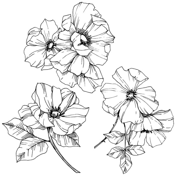 Διάνυσμα Rosa canina λουλούδι. Μαύρο και άσπρο χαραγμένο μελάνι τέχνης. Απομονωμένη rosa canina εικονογράφηση στοιχείο. - Διάνυσμα, εικόνα