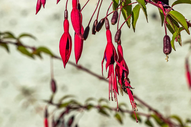 schlanke rote Fuchsien hängen im Sommersonnenlicht - Foto, Bild
