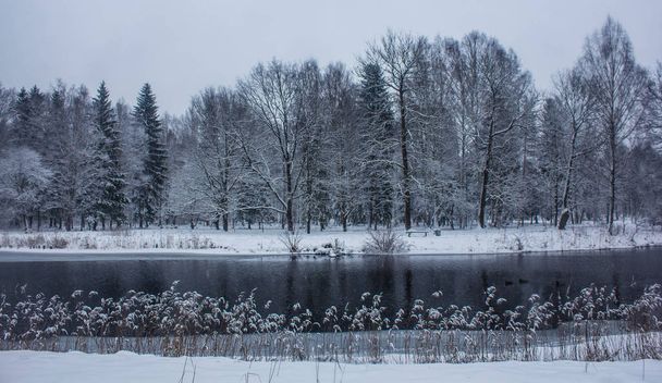 Взимку парк краєвид з річка. Російський пейзажі. Зимовий сезон, холодну пору року. Сніг картину - Фото, зображення