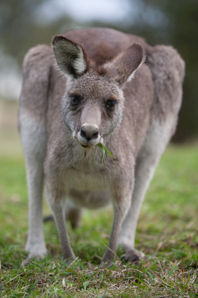 Pâturage de kangourous
 - Photo, image