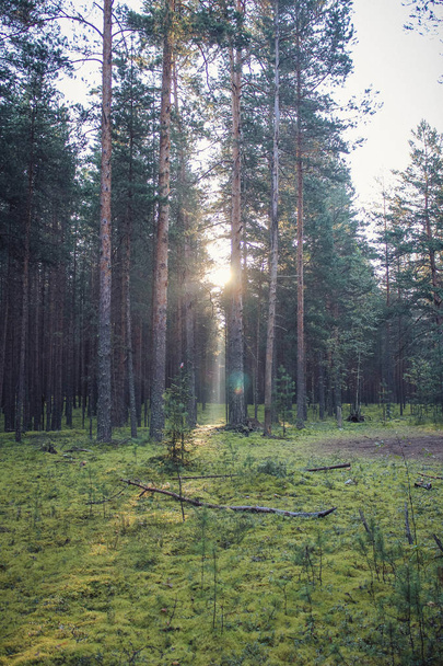 Φόντο σκοτεινό δάσος. Δάσος καλοκαίρι το πρωί. Πρωινό φως στο δάσος - Φωτογραφία, εικόνα