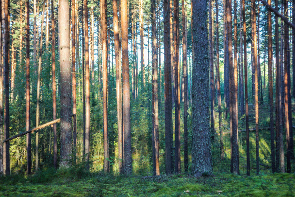 暗い森の背景。朝夏の森。森の光朝 - 写真・画像