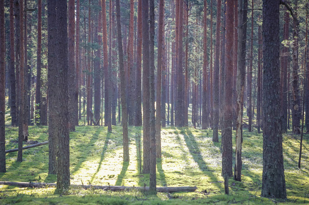 Dark forest background. Morning Summer Forest. Morning light in the forest - Photo, Image