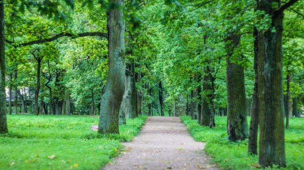 Летний парк. Зеленые деревья, каменные дорожки. Прогулка на свежем воздухе. Заставка на летнем фоне
 - Фото, изображение