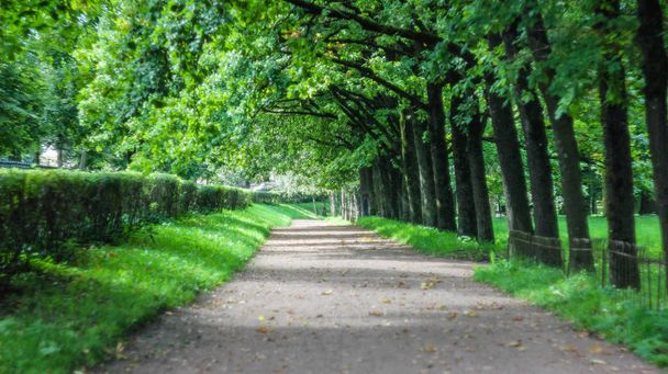Summer park path. Green trees, stone paths. Walk in the fresh air. Summer background screensaver - Φωτογραφία, εικόνα