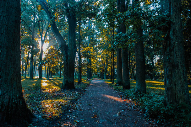 Summer park path. Green trees, stone paths. Walk in the fresh air. Summer background screensaver - Φωτογραφία, εικόνα