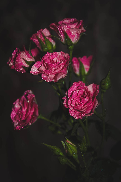 花弁の朝露ローズの花のクローズ アップ - 写真・画像