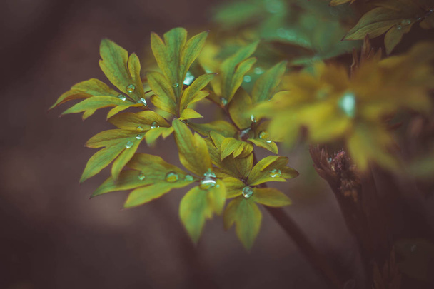 Весенние зеленые листья, крупный план
 - Фото, изображение