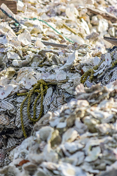 pilas de conchas de ostras blancas apiladas en montones
 - Foto, imagen