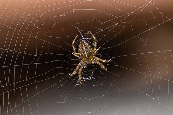 Washingtonin osavaltion suuri hämähäkki hämärtyneellä pohjalla
 - Valokuva, kuva