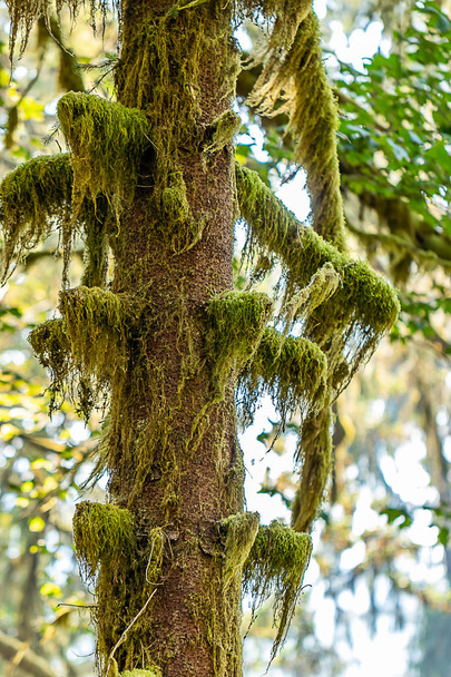 ホウの熱帯雨林の木の幹が苔に覆われています。 - 写真・画像