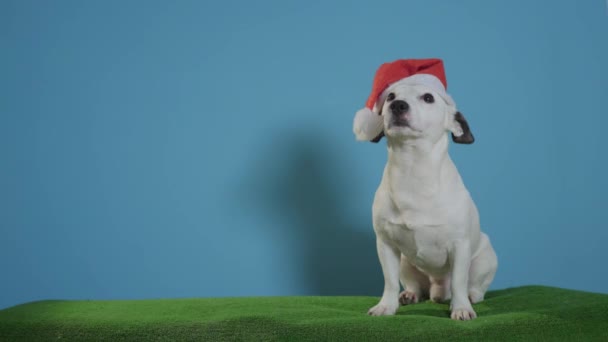 Jack Russell terrier dog with santa hat on turquoise background
 - Кадры, видео