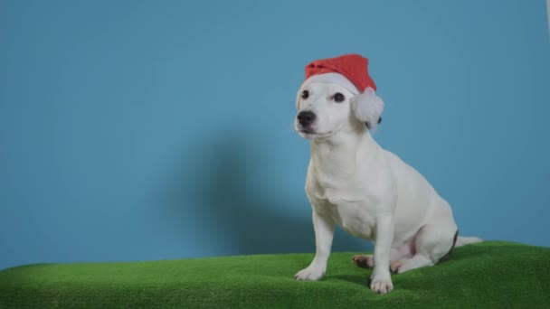 Jack Russell terrier dog with santa hat on turquoise background
 - Кадры, видео
