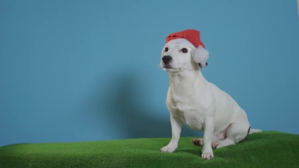 jack Russell terrier köpek turkuaz arka plan üzerinde santa şapka ile - Video, Çekim
