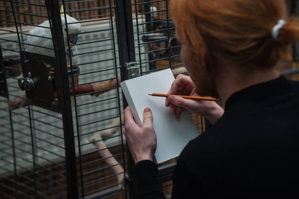il tipo guarda il pappagallo in una gabbia e annota in notebook
  - Foto, immagini