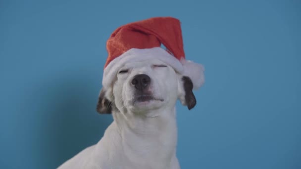 jack russell terrier perro con sombrero de santa sobre fondo turquesa
 - Metraje, vídeo