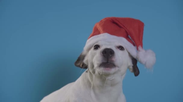 jack Russell terrier köpek turkuaz arka plan üzerinde santa şapka ile - Video, Çekim