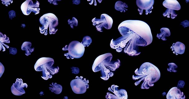 Jellyfish meduse animal background black underwater marine wildlife - Photo, Image