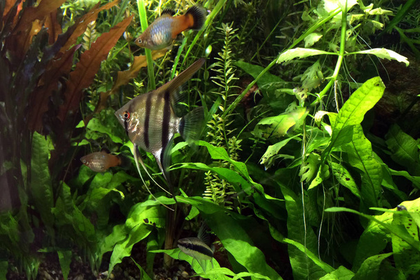 Angelfish in heavily planted community tropical aquarium with platies and algae eater. - Photo, Image