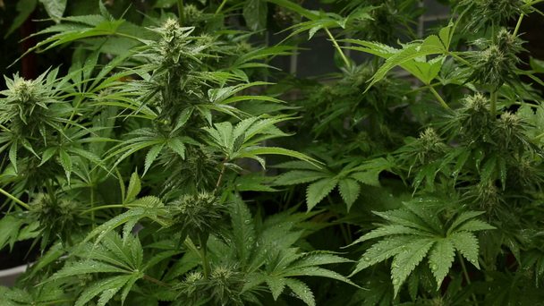 Konopí doma pěstované lékařské marihuany v zahradě na deštivý den  - Záběry, video