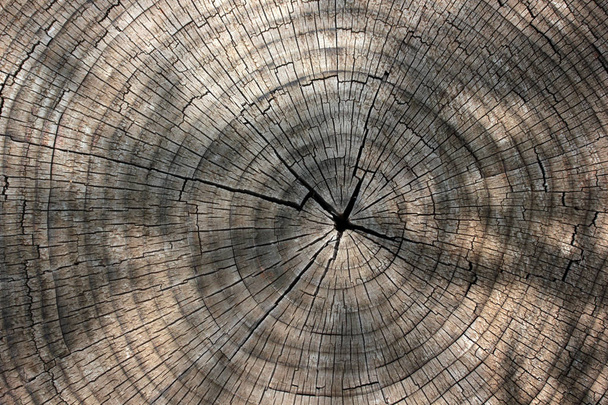 Tree rings texture background - Photo, Image