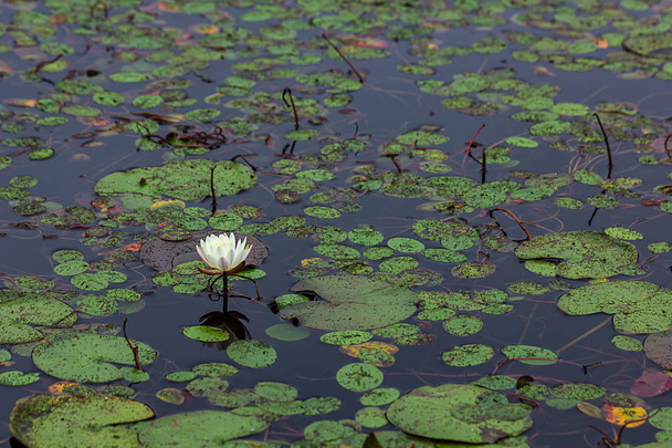 левая рамка белая цветущая водяная лилия в голубой воде пруда
 - Фото, изображение