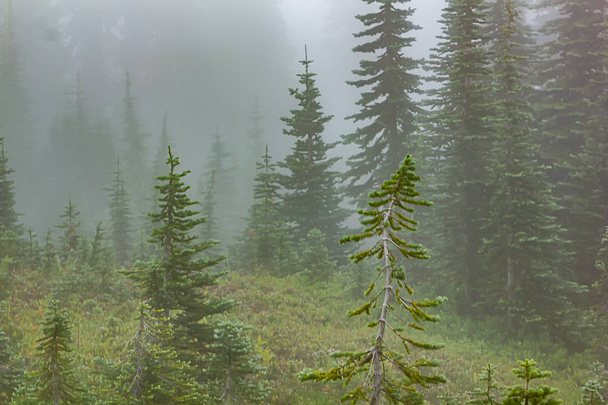 背の高い常緑高木および草原の霧の中 - 写真・画像