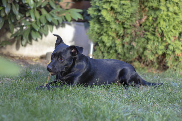 Perro negro de raza mixta
 - Foto, Imagen