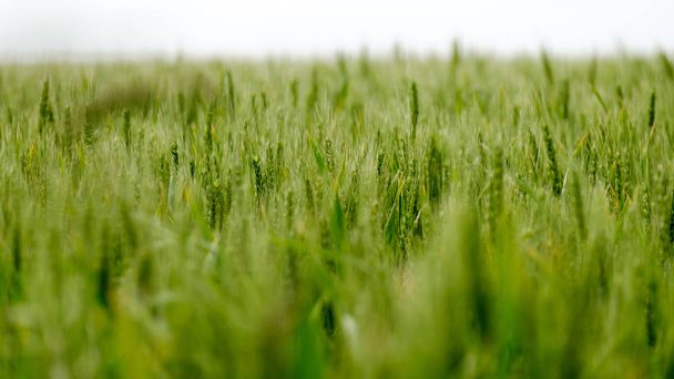 Campo de trigo verde al aire libre
 - Foto, Imagen