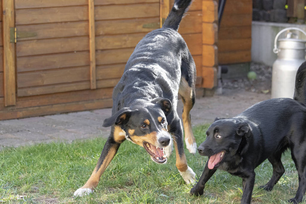 Appenzeller Sennenhund und Mischlingshund spielen zusammen und toben auf einer Wiese - Foto, Bild