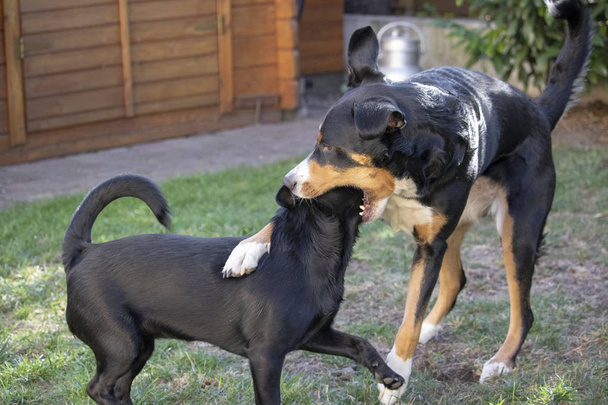 Appenzeller ορεινό σκυλί και μικτών σκυλιών παίζουν μαζί και romp περίπου σε ένα λιβάδι - Φωτογραφία, εικόνα