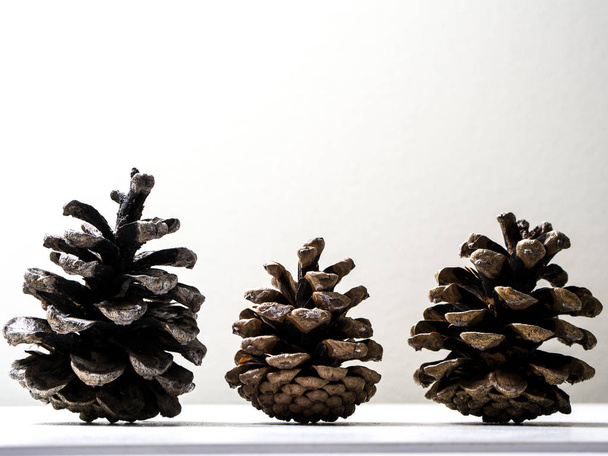 Varios conos de pino marrón de pie desde el perfil lateral sentado en un estante o repisa aislado en un fondo de pared blanca haciendo un hermoso invierno o Navidad fondo de vacaciones
. - Foto, imagen