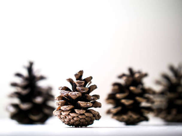 Vários cones de pinho marrom em pé de perfil lateral sentado em uma prateleira ou borda isolada em um fundo de parede branca fazendo um belo inverno ou Natal férias fundo
. - Foto, Imagem