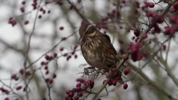Droździk, Turdus iliacus, pojedynczy ptak na Hawthorn berry bush - Materiał filmowy, wideo