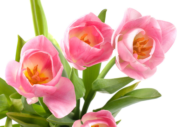 Bouquet of tulips. - Foto, Bild