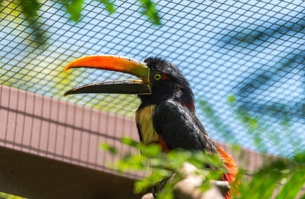  Felice e allegro Aracari collare (Pteroglossus torquatus) toucan è un uccello passeriforme vicino
. - Foto, immagini