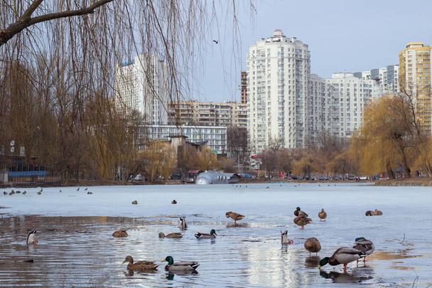 Zimní pohled na městský park se zamrzlým jezírkem a hejnem kachen - Fotografie, Obrázek