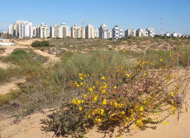 イスラエルのホロン市の新しい地区のパノラマ。砂丘からの眺め - 写真・画像