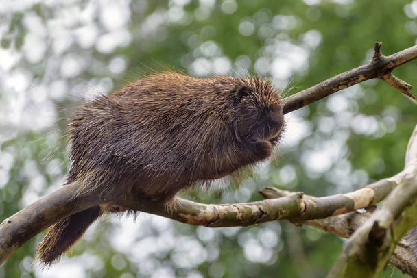 Urson (Erethizon dorsatum), kanadyjski jeżozwierz lub wspólne porcupine wspina się na drzewa. Z bliska - Zdjęcie, obraz