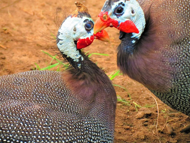 Guineafowls com capacete (Numida Meleagris
). - Foto, Imagem