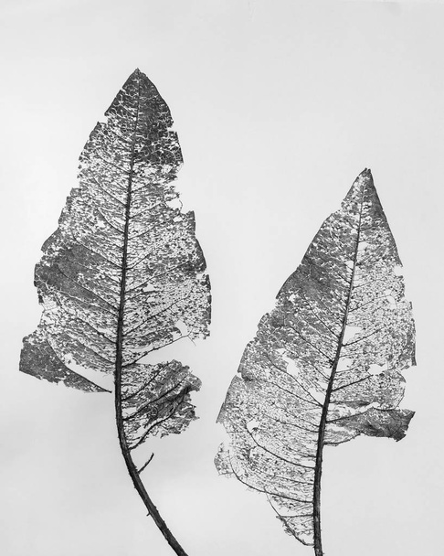 Hojas de esqueleto de Wyethia mollis sobre fondo blanco - arte abstracto natural en blanco y negro
 - Foto, Imagen