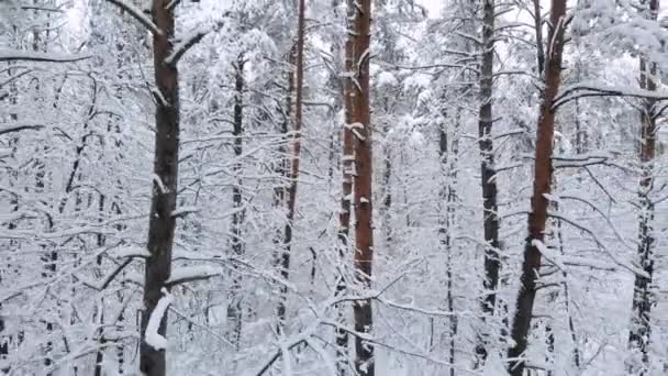 Winter forest pines, aerial back movement. - Footage, Video