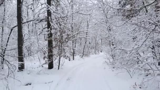 Kamera leci za pośrednictwem Zima Las wśród gałęzi drzew pokryte śniegiem - Materiał filmowy, wideo
